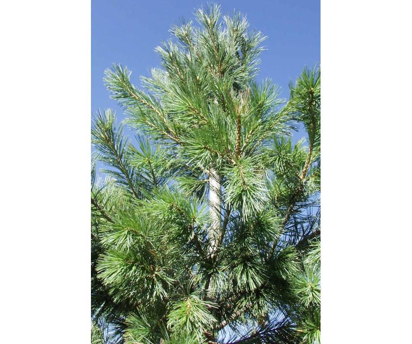 Vanderwolf's Pyramid Limber Pine